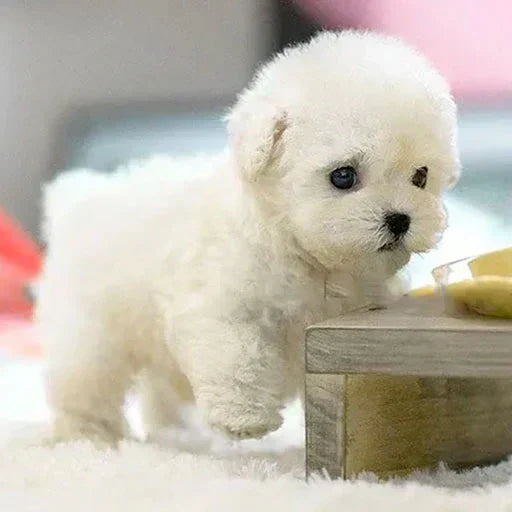 Robot Puppy Toy