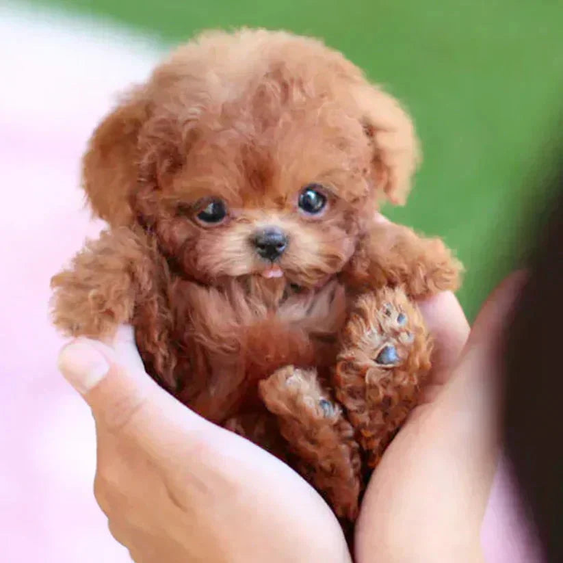 Robot Puppy Toy